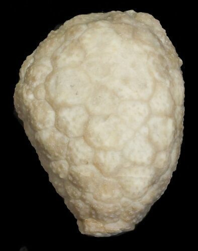Cystoid (Holocystites) Fossil - Indiana #62024